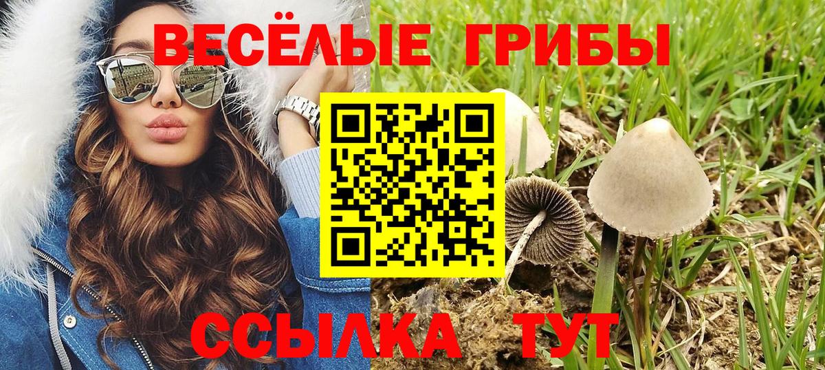 Галлюциногенные грибы Psilocybe Комсомольск-на-Амуре
